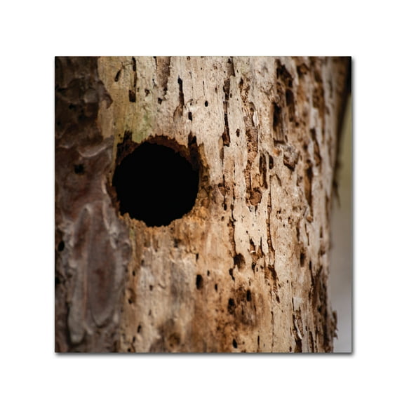 Trademark Fine Art 'Woodpecker Hole' Canvas Art by Thom Sivo
