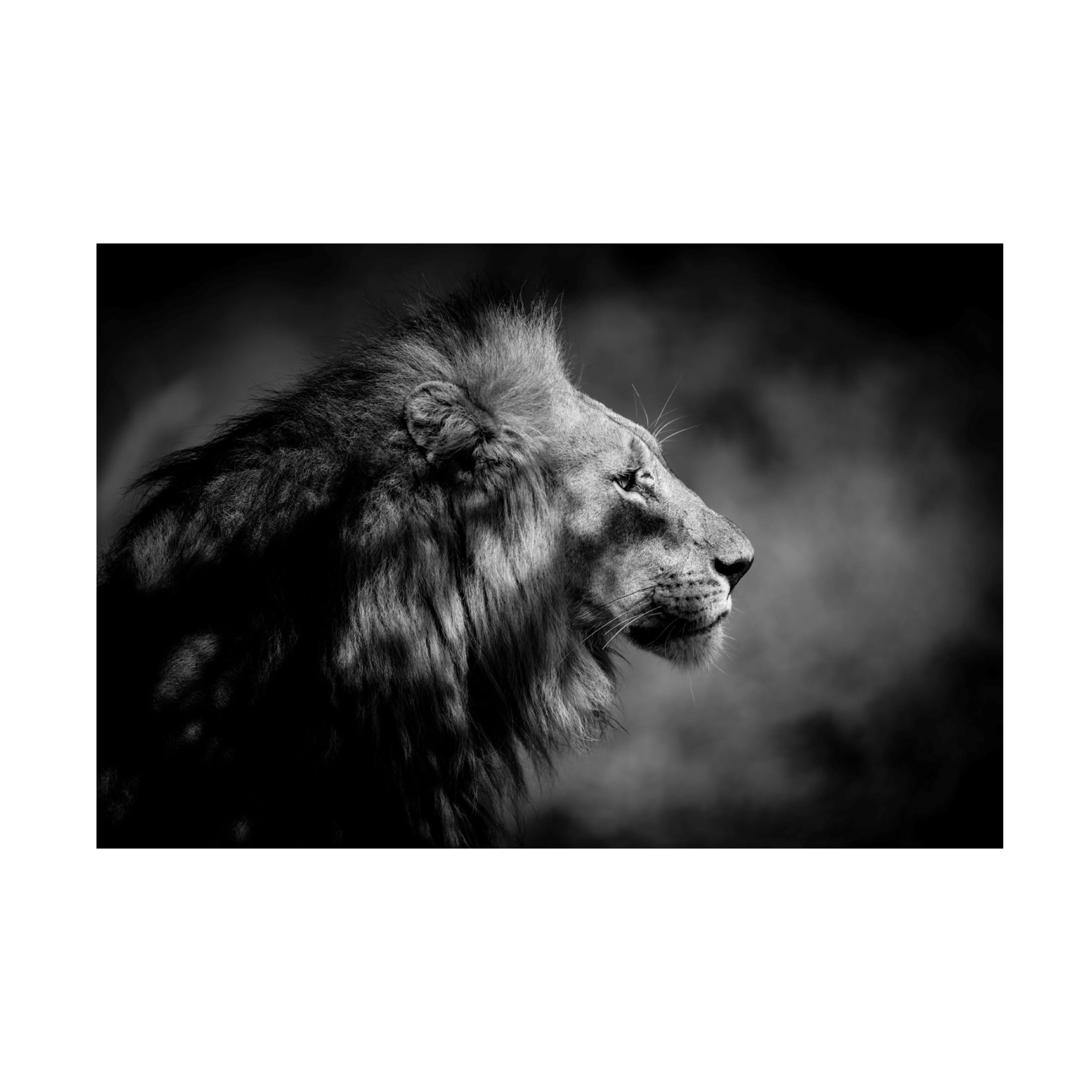 Trademark Fine Art Xavier A The Male Canvas Wall Art
