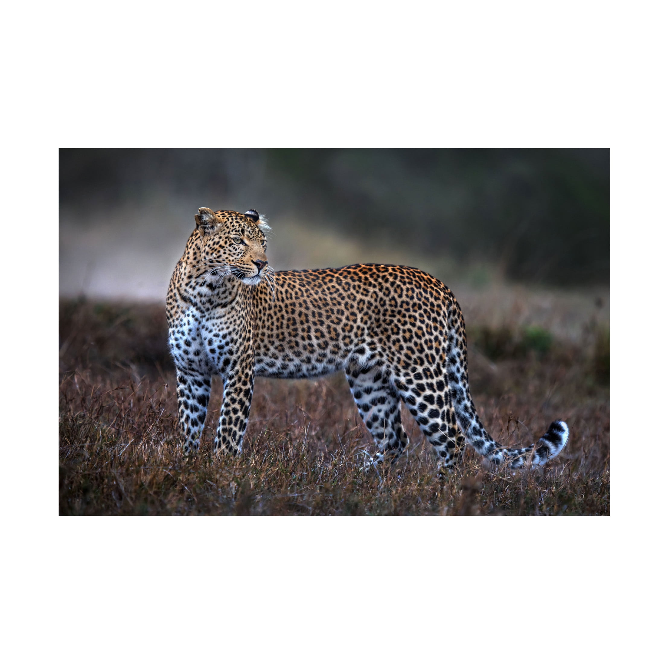 Trademark Fine Art Xavier Ortega Leopard on the prowl Canvas Wall Art