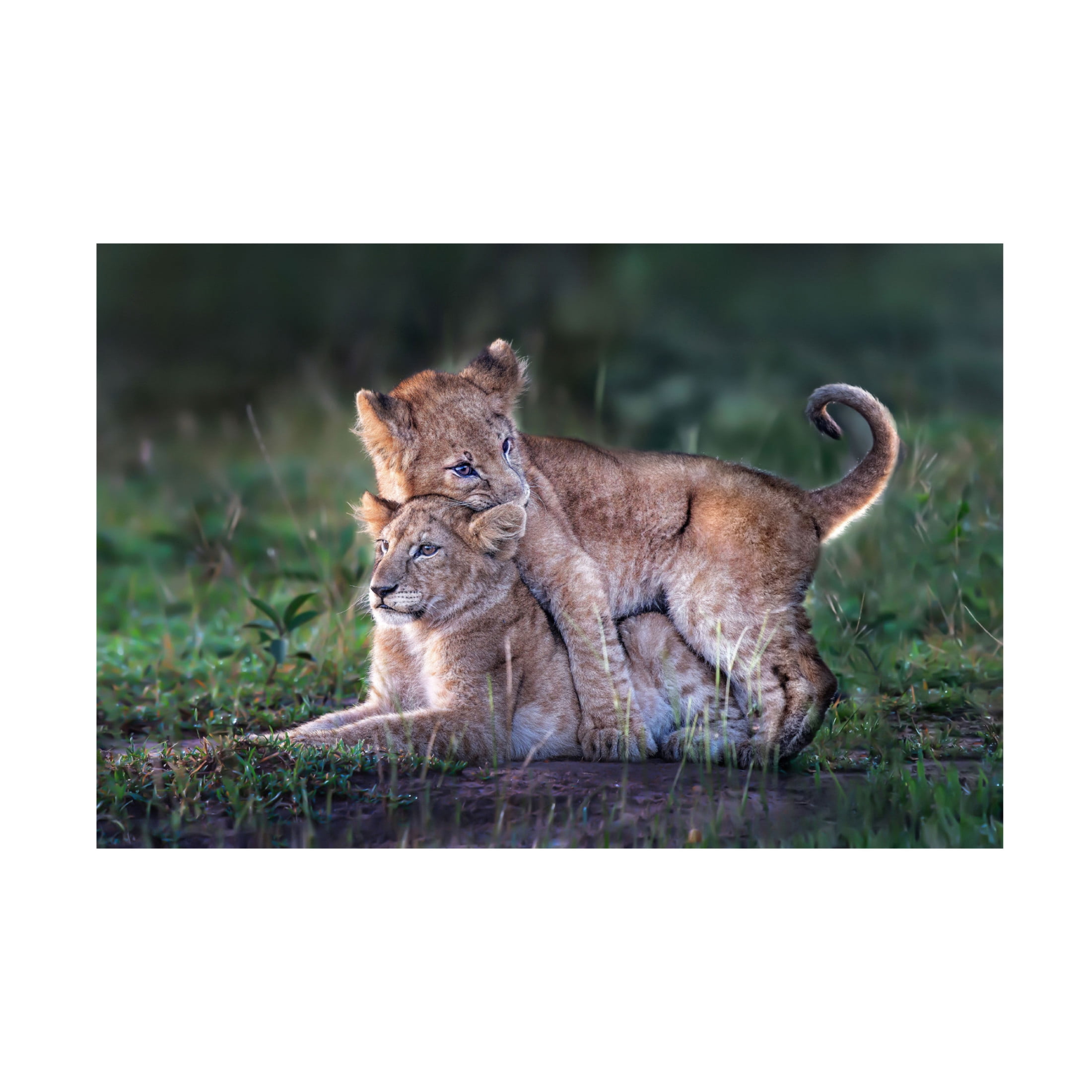 Trademark Fine Art Xavier Ortega Playful lion cubs Canvas Wall Art