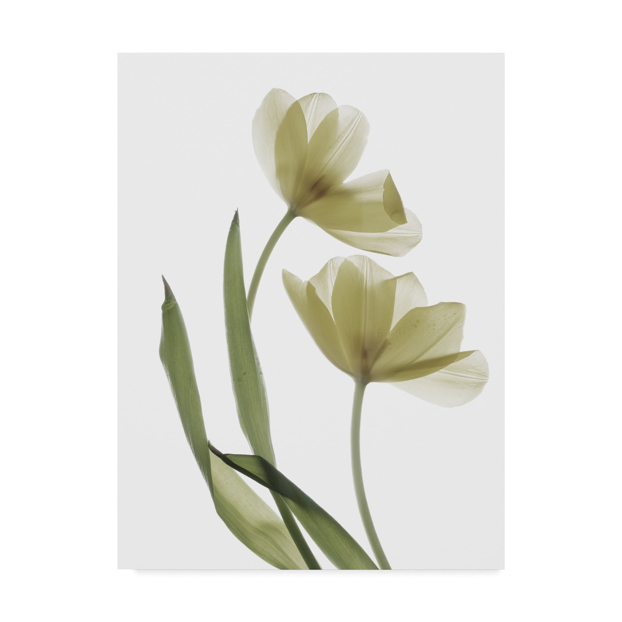 Trademark Fine Art 'Xray Tulip I' Canvas Art by Judy Stalus