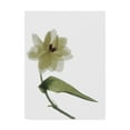 thumbnail image 1 of Trademark Fine Art 'Xray Tulip II' Canvas Art by Judy Stalus, 1 of 4