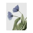 thumbnail image 1 of Trademark Fine Art 'Xray Tulip III' Canvas Art by Judy Stalus, 1 of 4