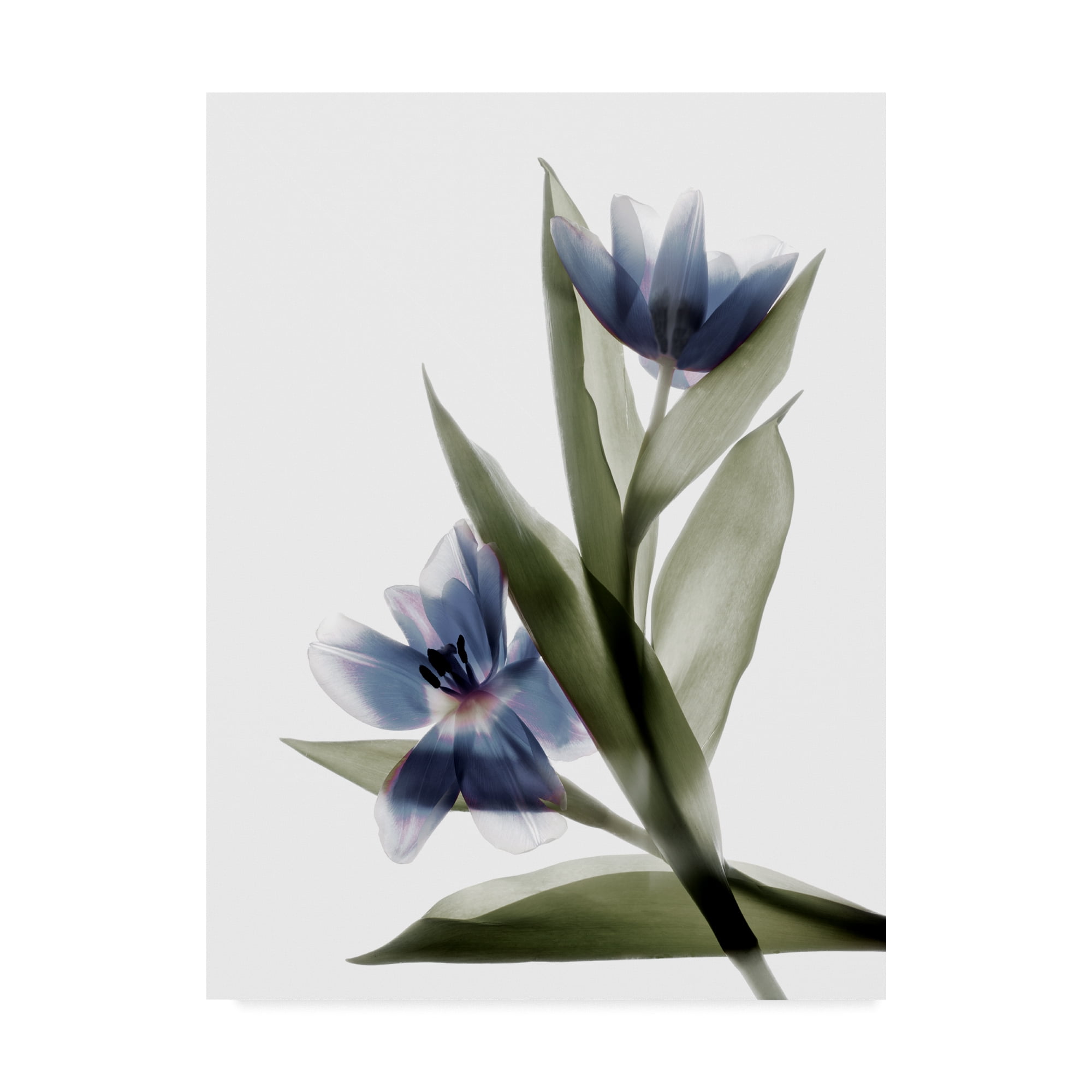 Trademark Fine Art 'Xray Tulip VI' Canvas Art by Judy Stalus