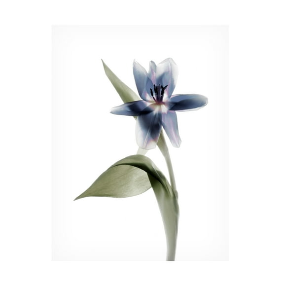 Trademark Fine Art Judy Stalus Xray Tulip Vii Canvas Wall Art - 14x19