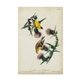 thumbnail image 1 of Trademark Fine Art 'Yellow American Goldfinch' Canvas Art by John James Audubon, 1 of 4