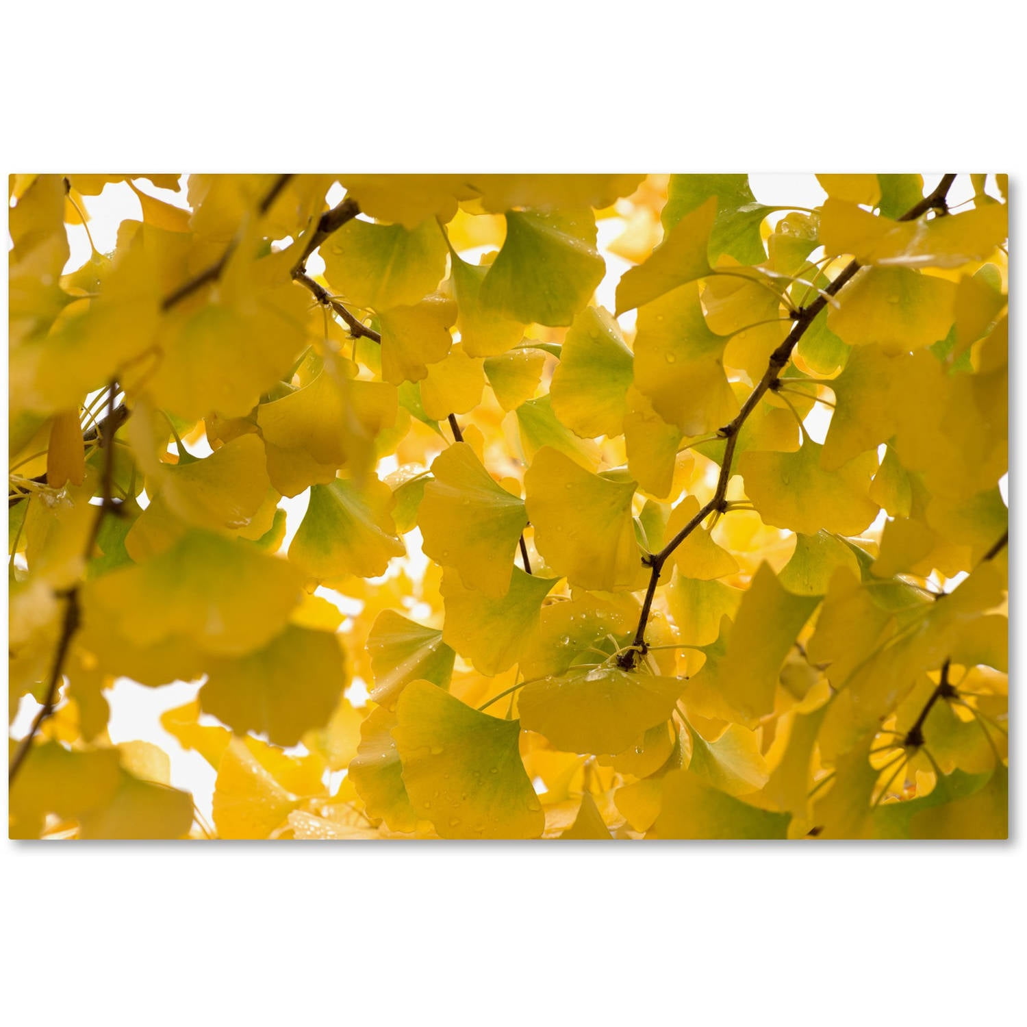 Trademark Fine Art "Yellow Autumn" Canvas Art by Philippe Sainte-Laudy