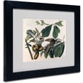 thumbnail image 1 of Trademark Fine Art "Yellow-Billed Cuckoo" Canvas Art by John James Audubon, Black Frame, 1 of 1