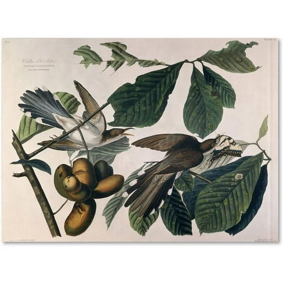 Trademark Fine Art "Yellow-Billed Cuckoo" Canvas Art by John James Audubon