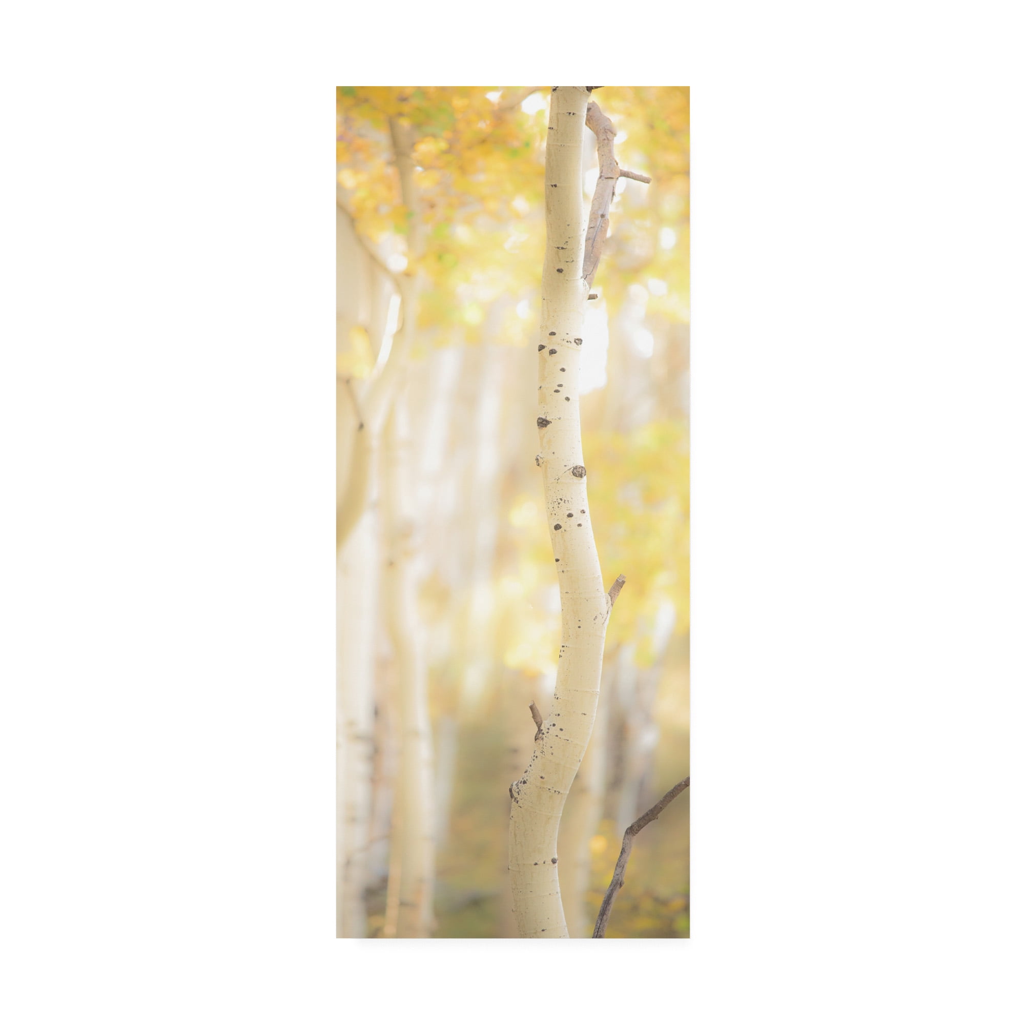 Trademark Fine Art 'Yellow Birch 3' Canvas Art by Dan Ballard