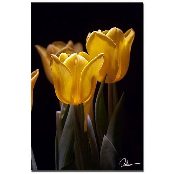 Trademark Fine Art "Yellow Blooms II" Canvas Art by Martha Guerra, 16x24