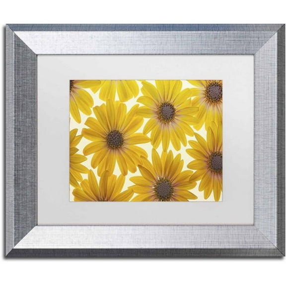 Trademark Fine Art 'Yellow Cape Daisies' Canvas Art by Cora Niele, White Matte, Silver Frame