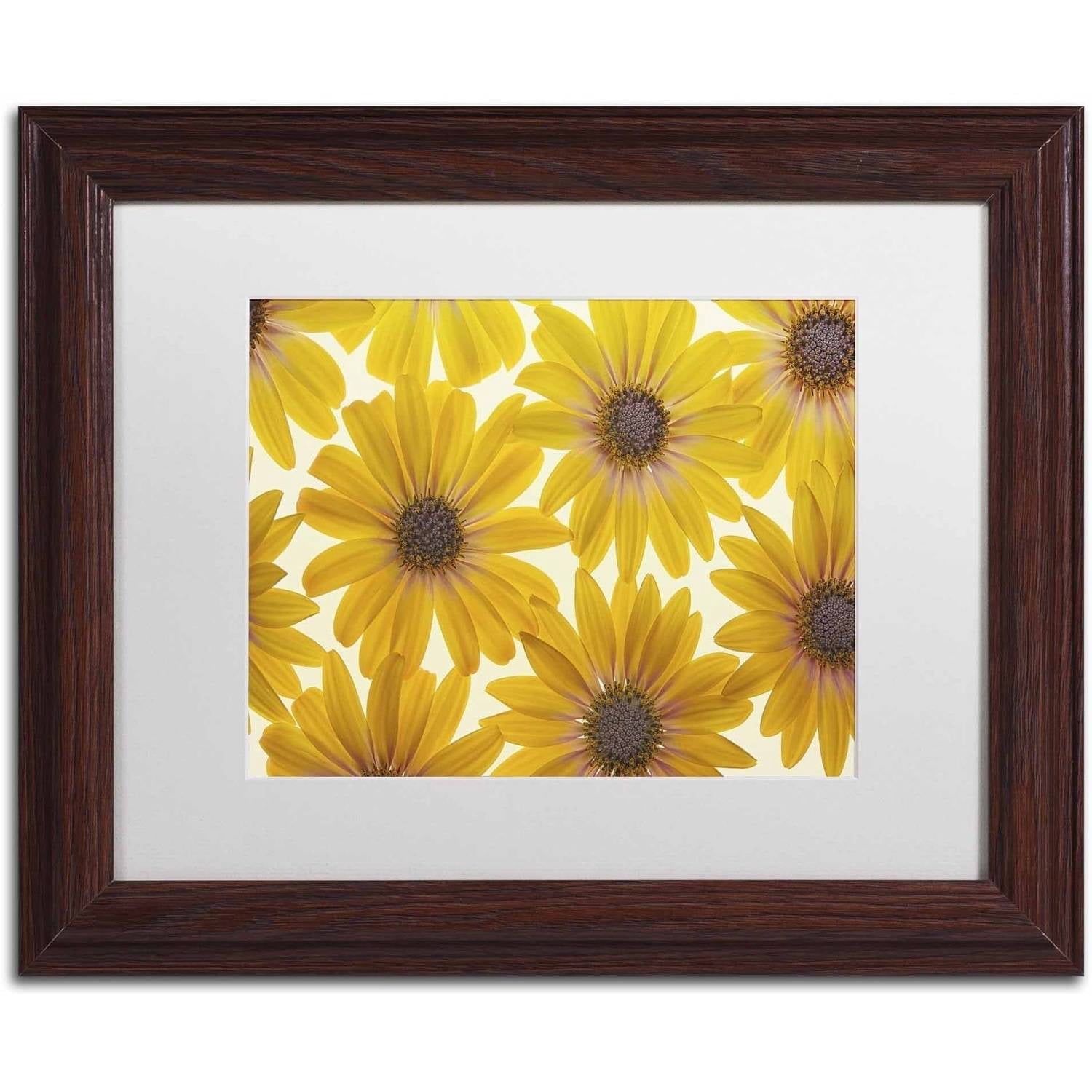 Trademark Fine Art 'Yellow Cape Daisies' Canvas Art by Cora Niele, White Matte, Wood Frame