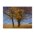 thumbnail image 1 of Trademark Fine Art 'Yellow Elm' Canvas Art by Chris Vest, 1 of 1