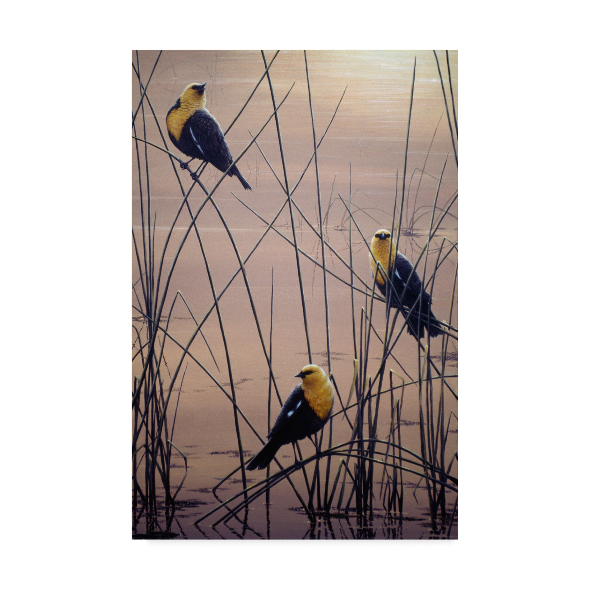 Trademark Fine Art 'Yellow Headed B Birds' Canvas Art by Jeff Tift