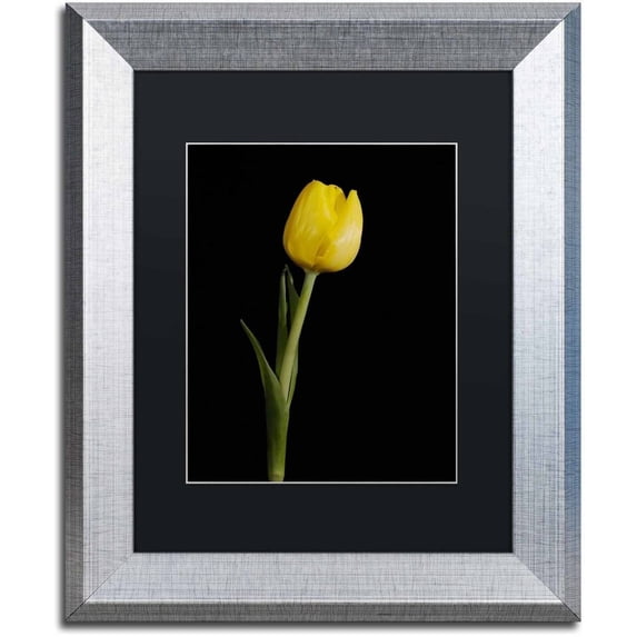 Trademark Fine Art 'Yellow Tulip Black Background 5' Canvas Art by PIPA Fine Art, Black Matte, Silver Frame