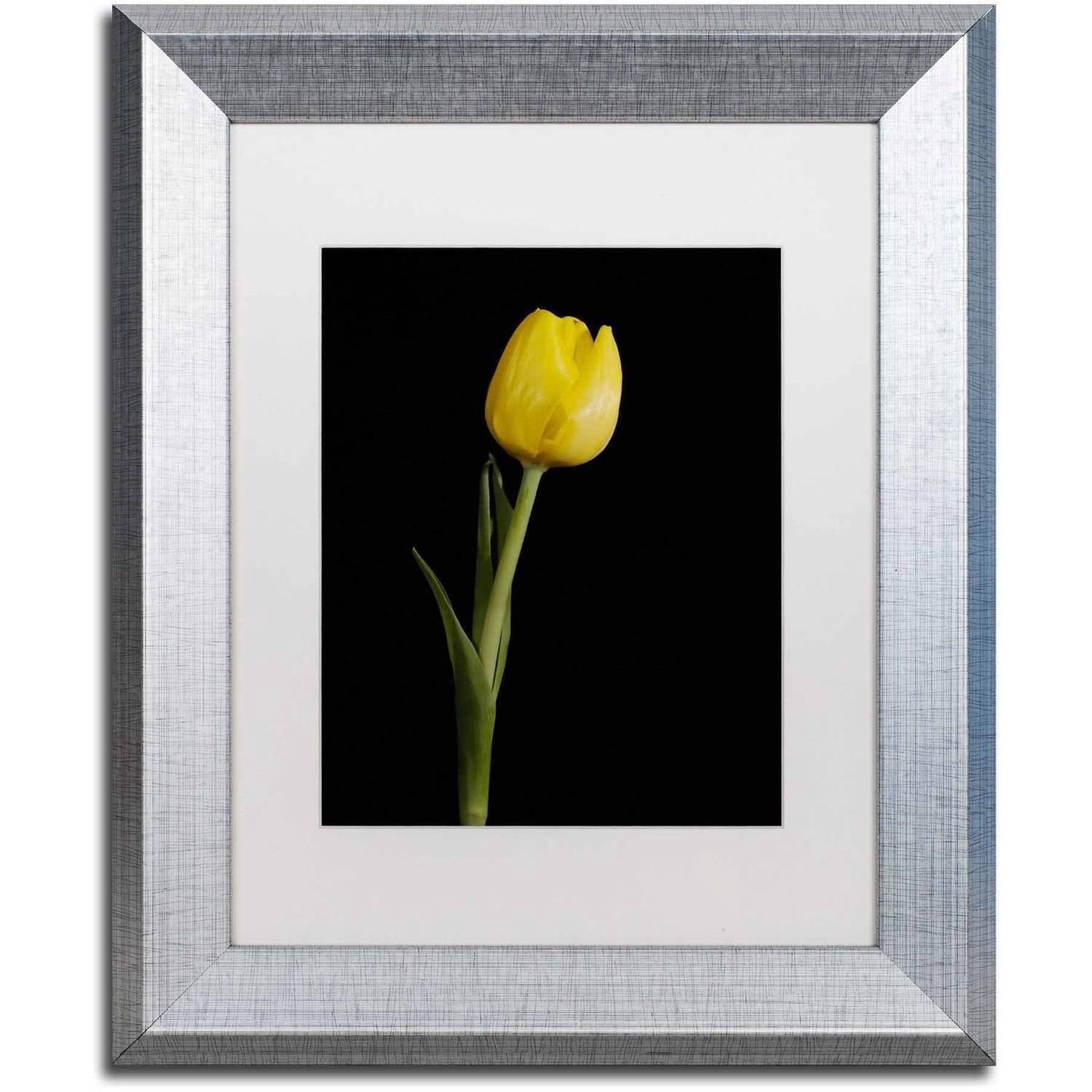 Trademark Fine Art 'Yellow Tulip Black Background 5' Canvas Art by PIPA Fine Art, White Matte, Silver Frame
