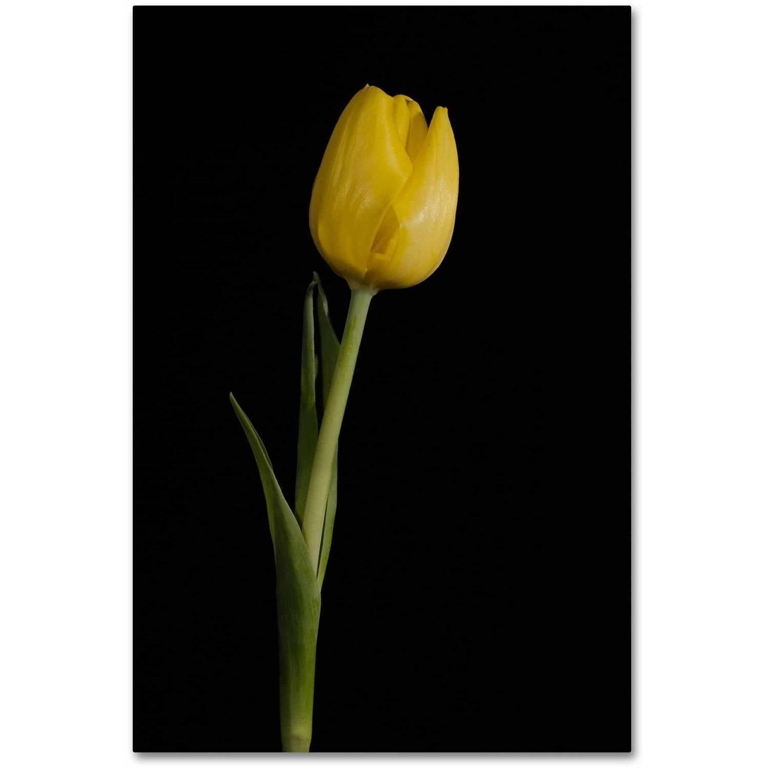 Yellow Tulip on Black Canvas Gallery-Wrapped Art, 15x20 Inches