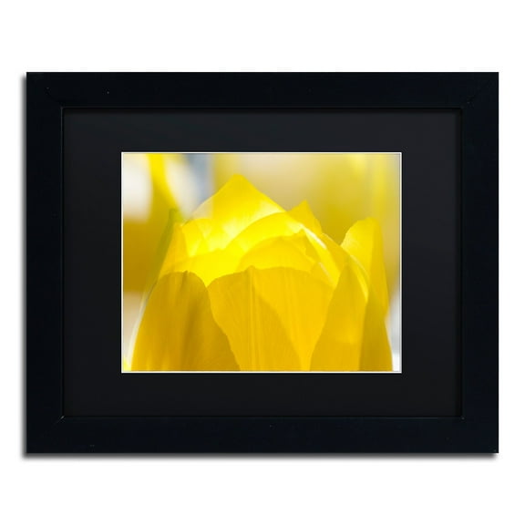Trademark Fine Art "Yellow Tulip" Canvas Art by Kurt Shaffer Black Matte, Black Frame