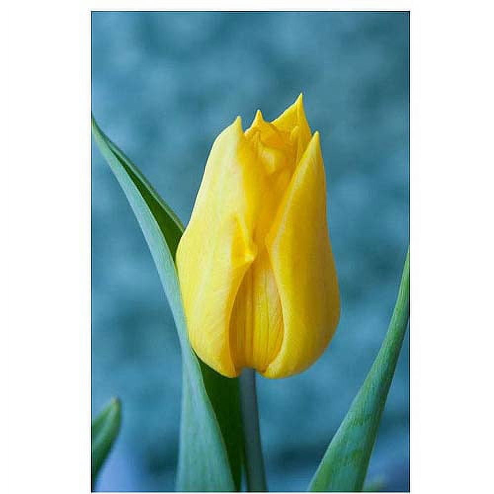 Trademark Fine Art "Yellow Tulip" Canvas Art by Martha Guerra, 16x24
