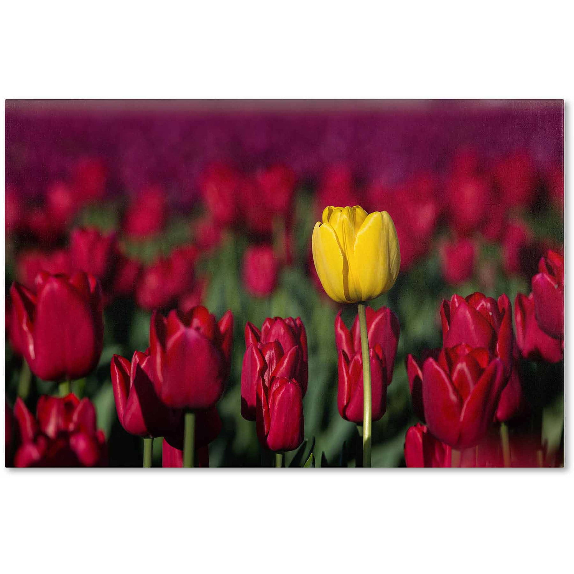 Yellow Tulip and Red Field Canvas Art Print