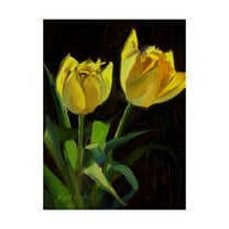 Trademark Fine Art 'Yellow Tulips Black' Canvas Art by Hall Groat Ii