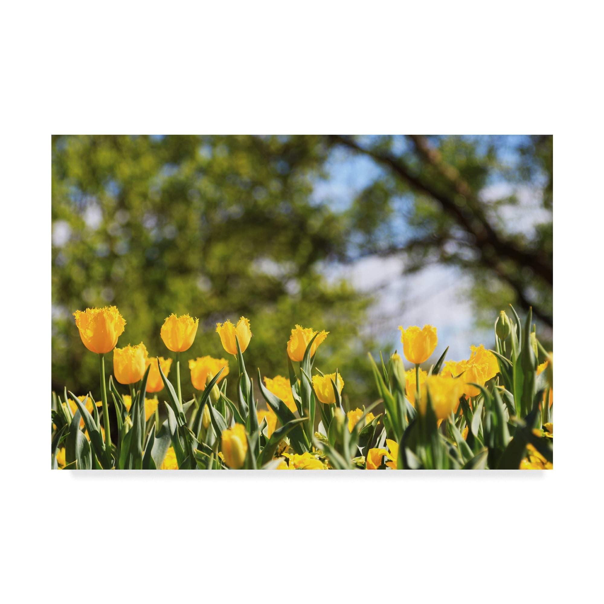 Yellow Tulips Landscape Wrapped Canvas Art with Wood Frame