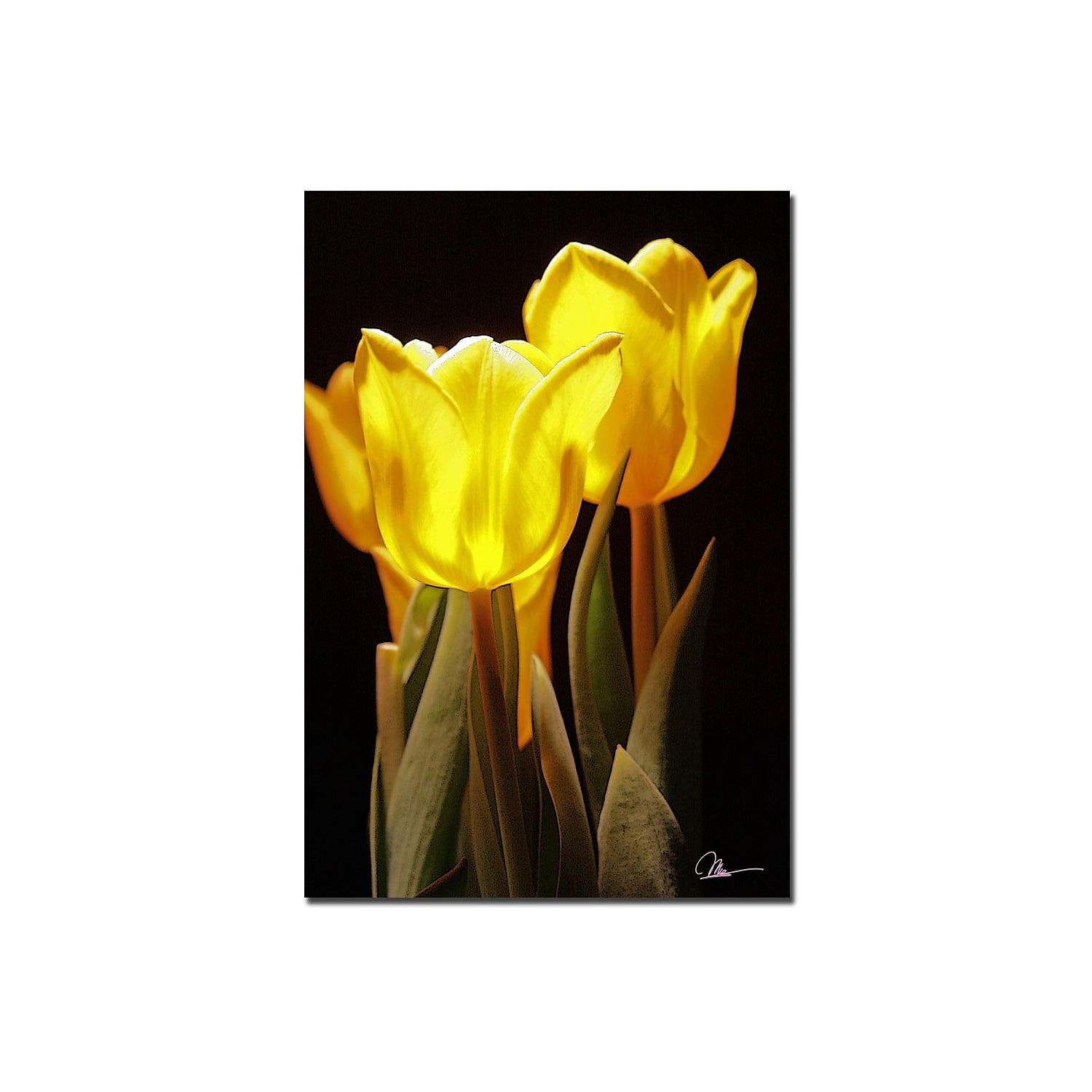 Trademark Fine Art "Yellow Tulips III" Canvas Art by Martha Guerra