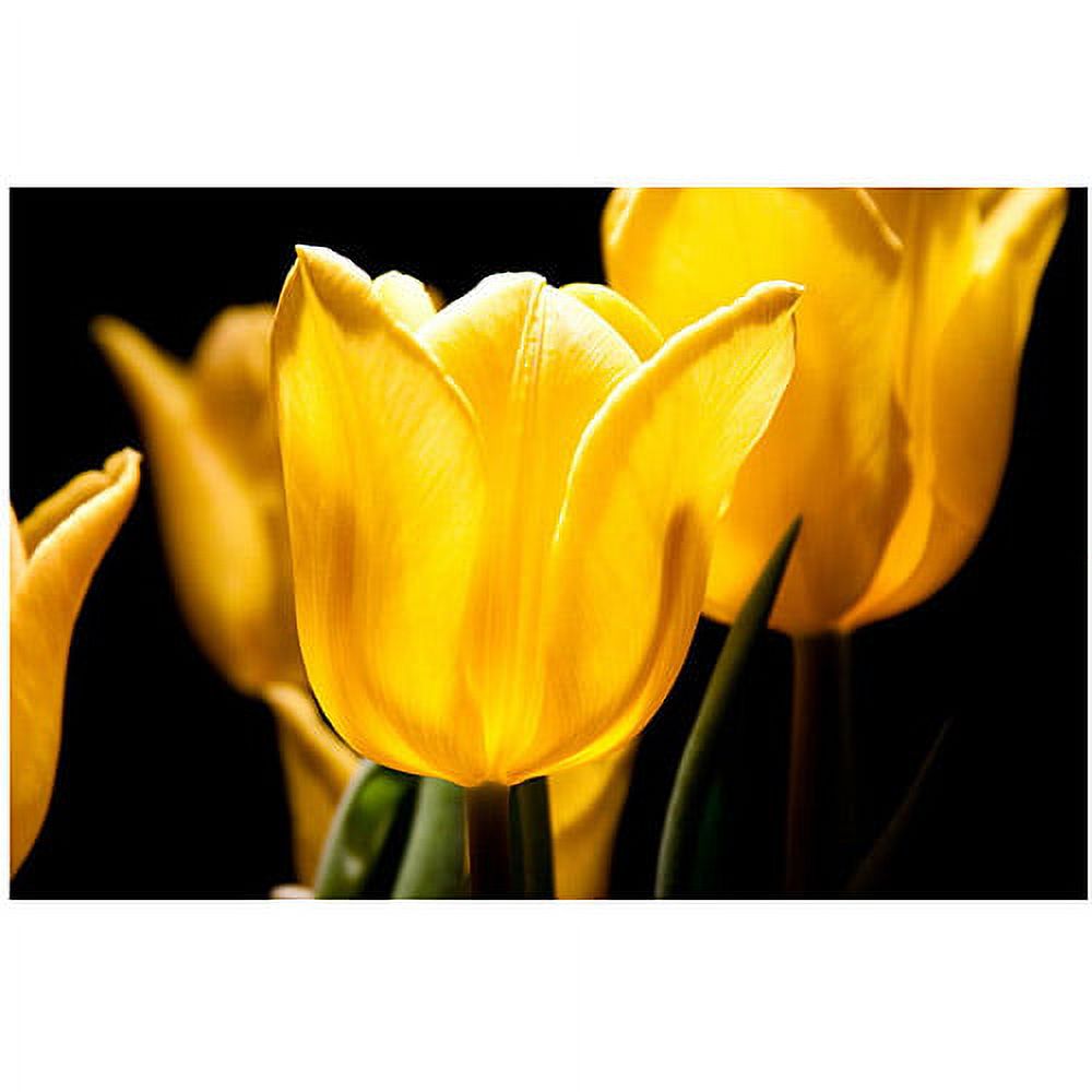 Trademark Fine Art "Yellow Tulips V" Canvas Art by Martha Guerra, 16x24