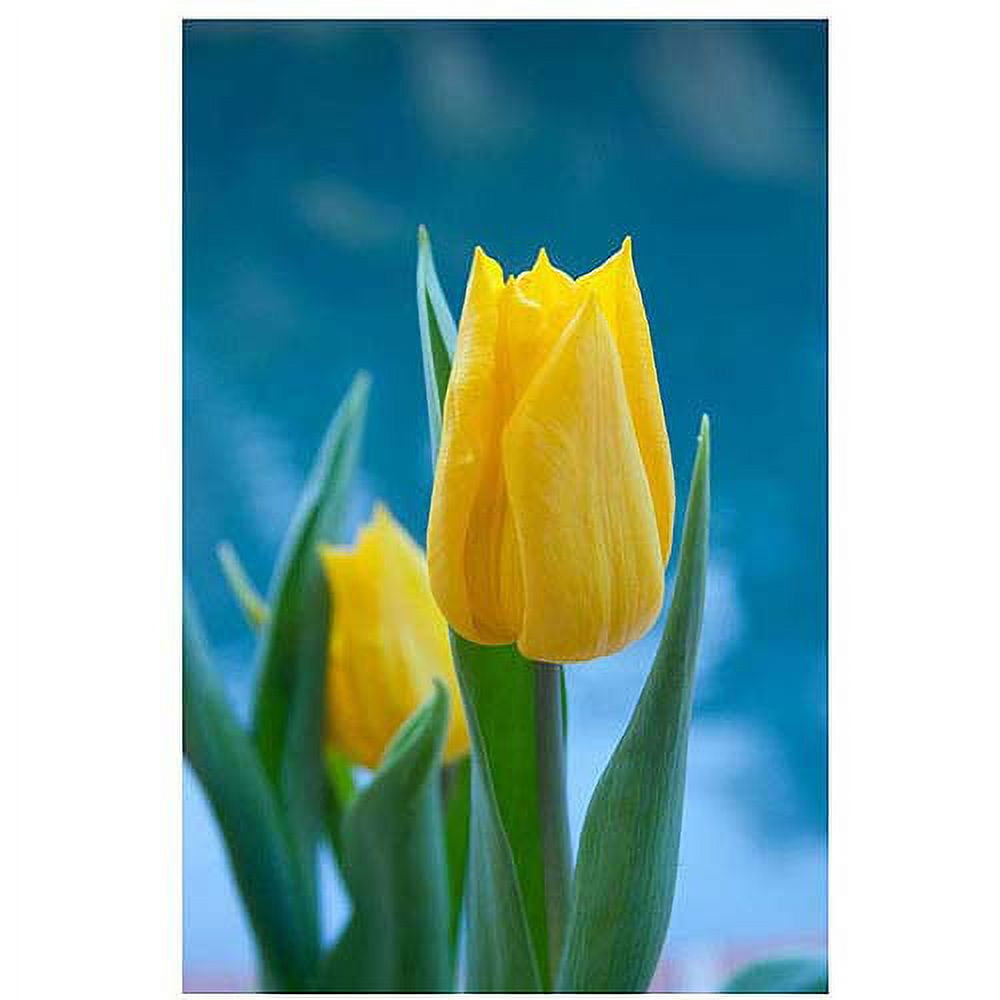 Trademark Fine Art "Yellow Tulips VII" Canvas Art by Martha Guerra, 16x24