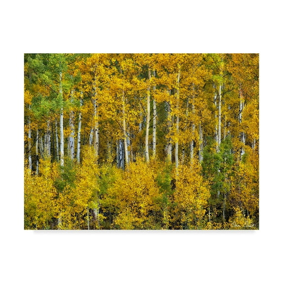 Trademark Fine Art 'Yellow Woods III' Canvas Art by David Drost