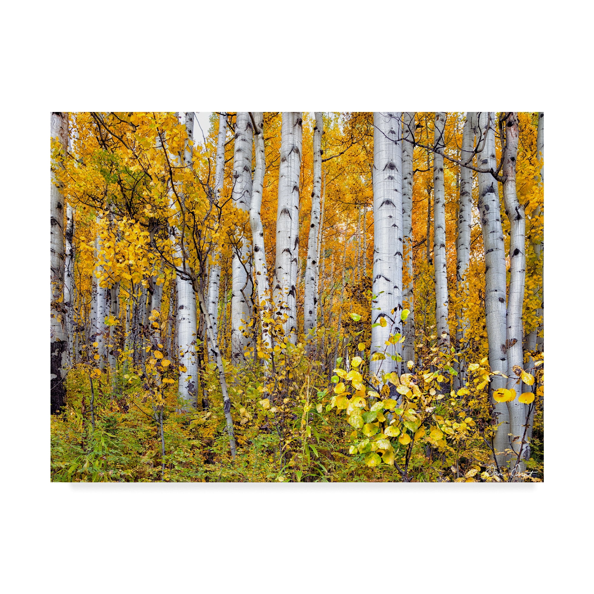 Trademark Fine Art 'Yellow Woods IV' Canvas Art by David Drost