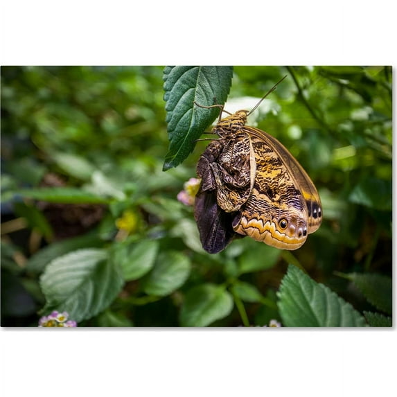 Trademark Fine Art "Yellow and Grey Butterfly" Canvas Art by Yale Gurney