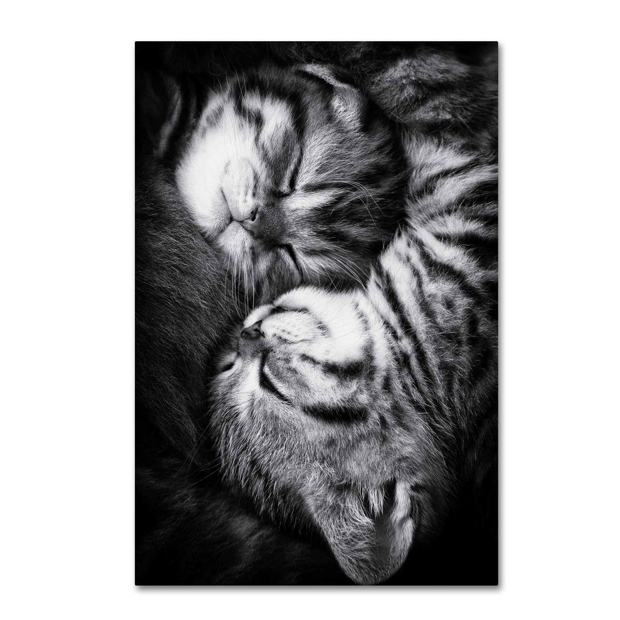 Trademark Fine Art 'Yin And Yang' Canvas Art by Andrea Jancova