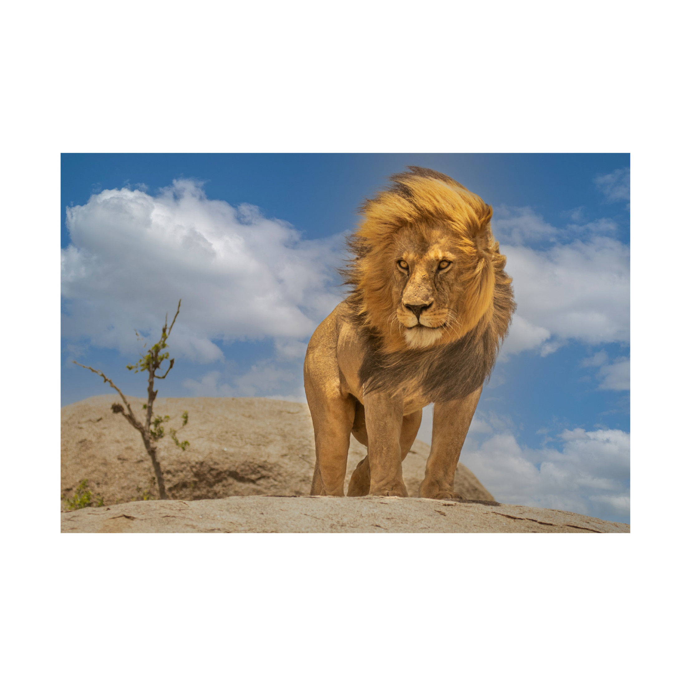 Trademark Fine Art Yogesh Bhatia The Lion King Canvas Wall Art
