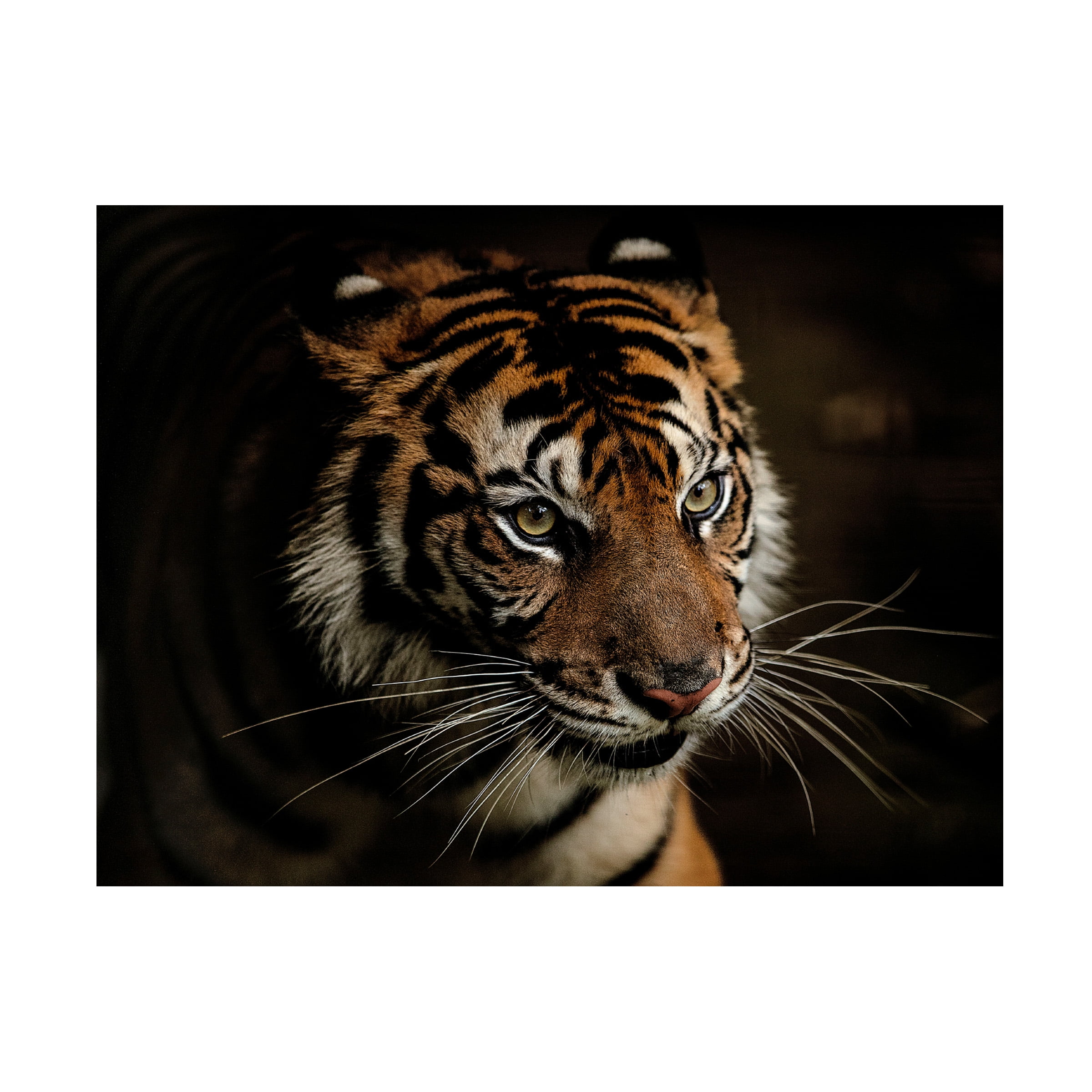 Trademark Fine Art Yohan Tan Tigers Canvas Wall Art