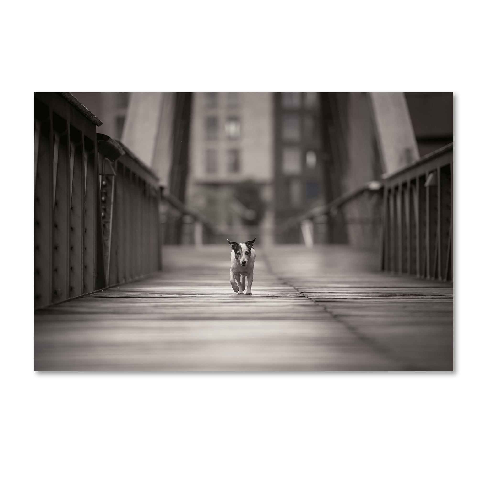 Trademark Fine Art 'You Can Go Your Own Way' Canvas Art by Heike Willers