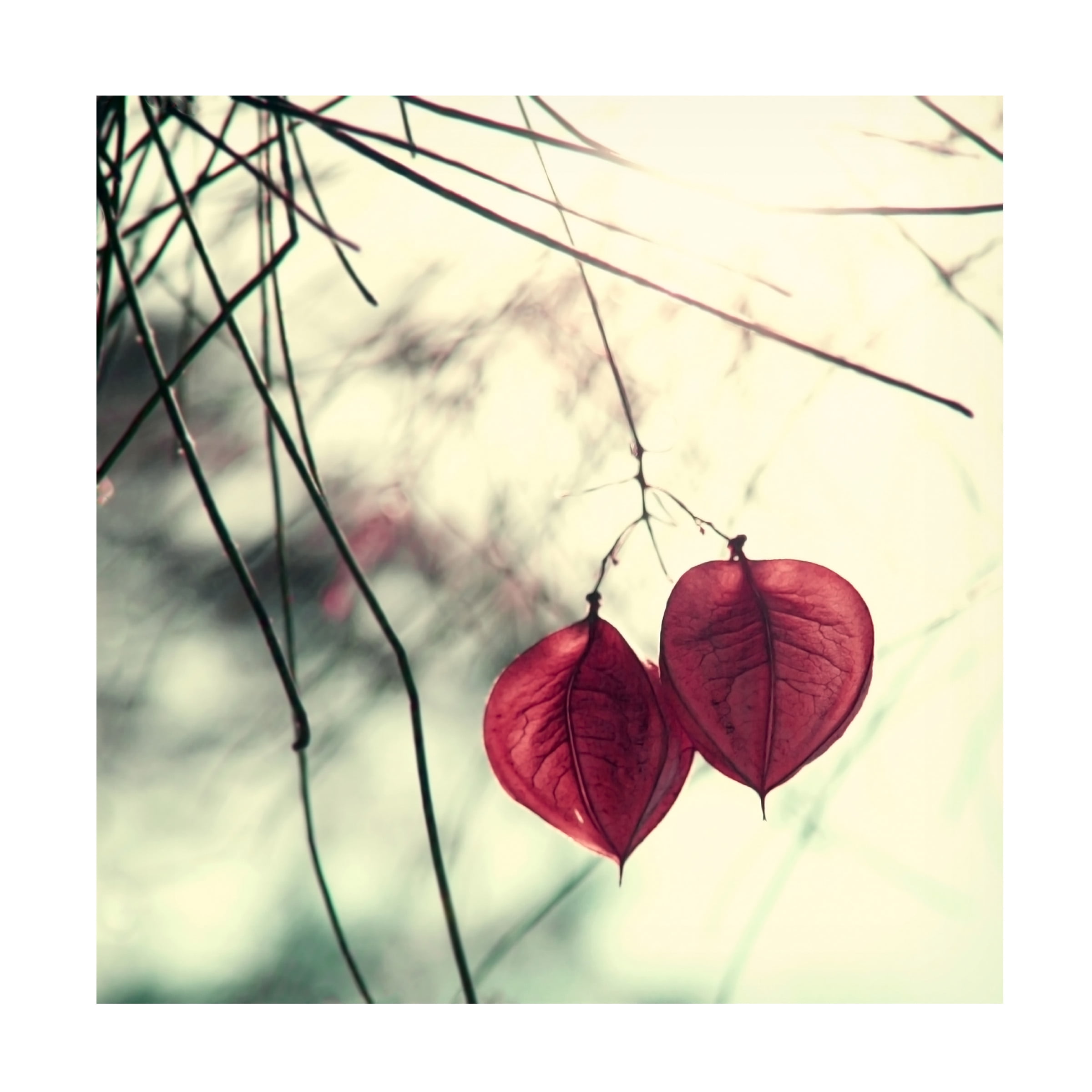 Trademark Fine Art Young 'Together' Canvas Art by Beata Czyzowska