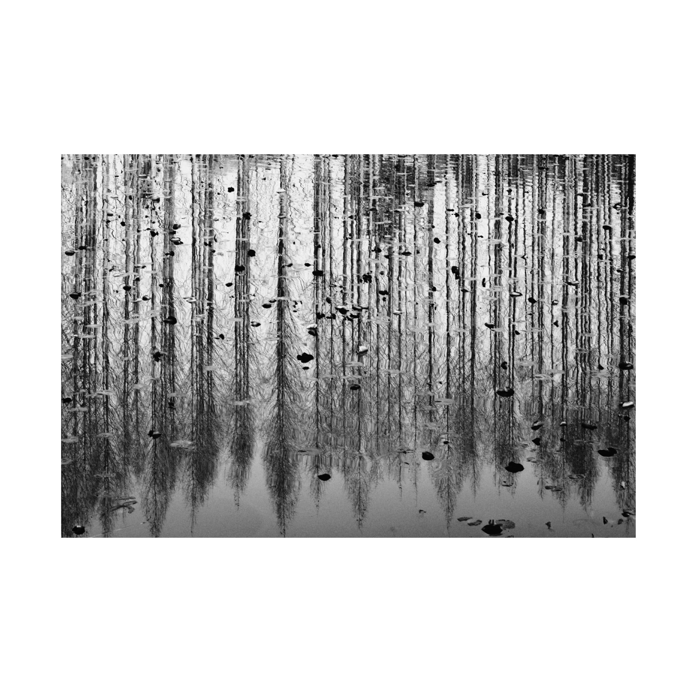 Trademark Fine Art YoungIl Kim  tall reflection Canvas Wall Art