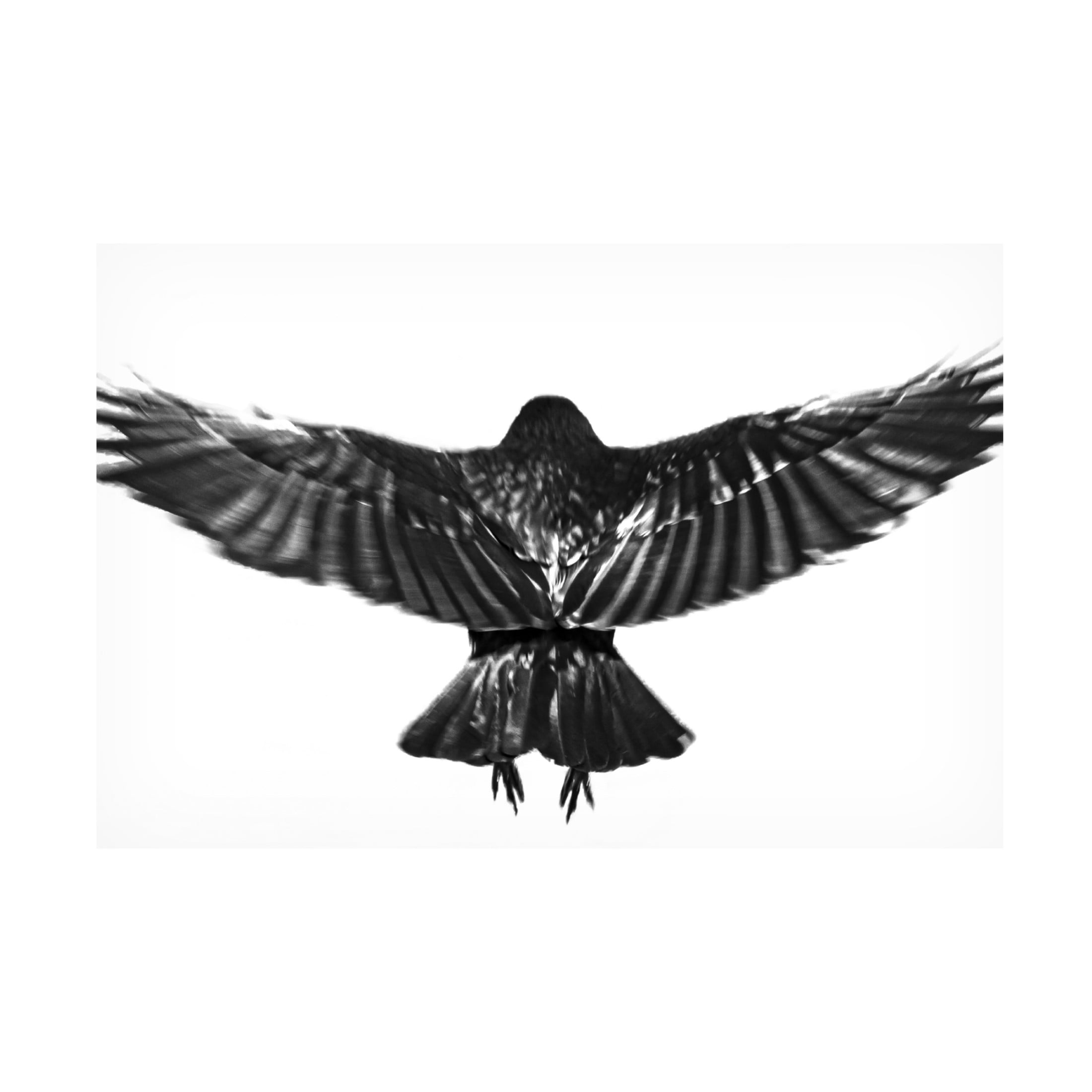 Trademark Fine Art Yuusuke Hisamitsu Flying. Canvas Wall Art