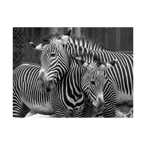 Trademark Fine Art 'Zebras' Canvas Art by Mike Jones Photo