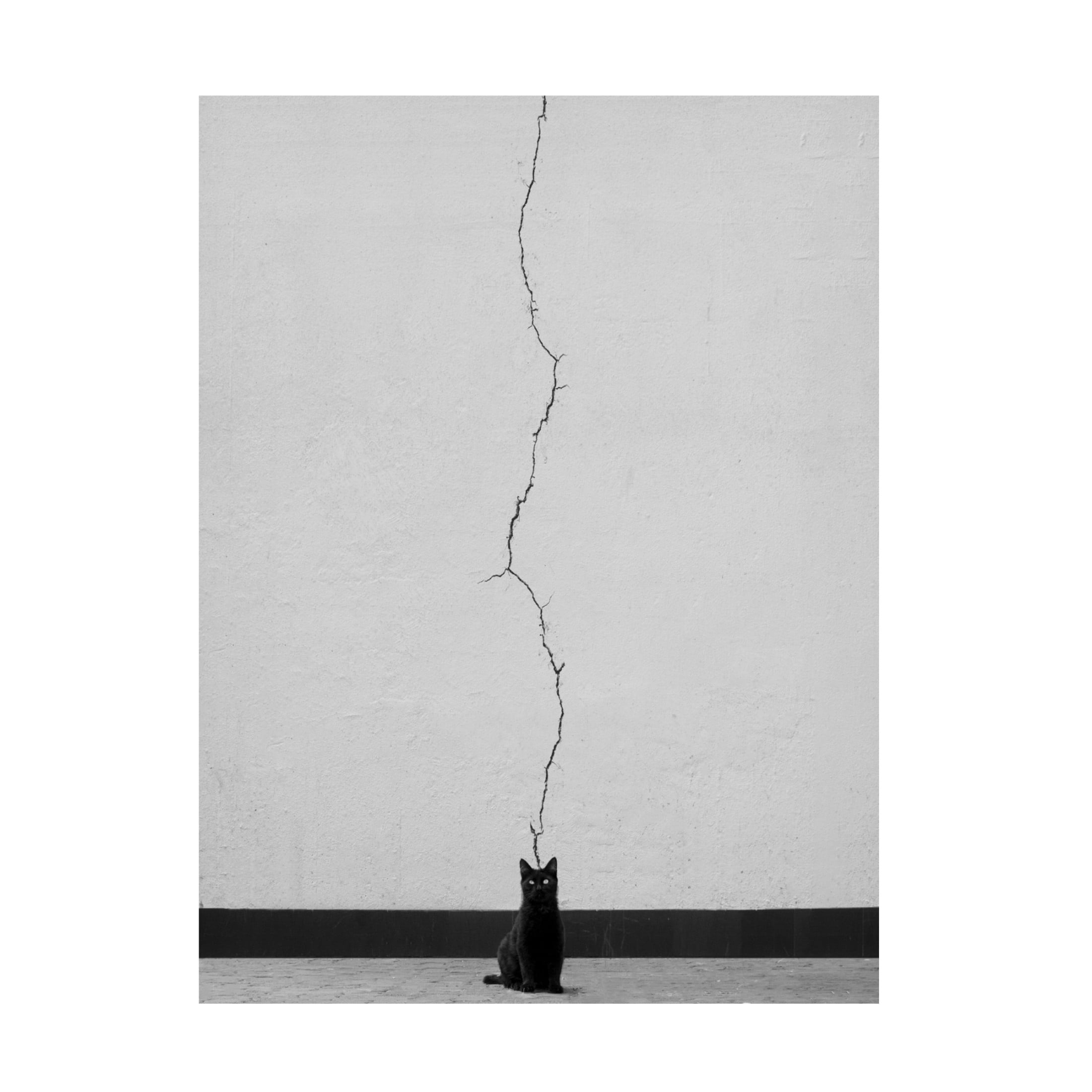 Trademark Fine Art alizolghadri93 Cat Thoughts Canvas Wall Art