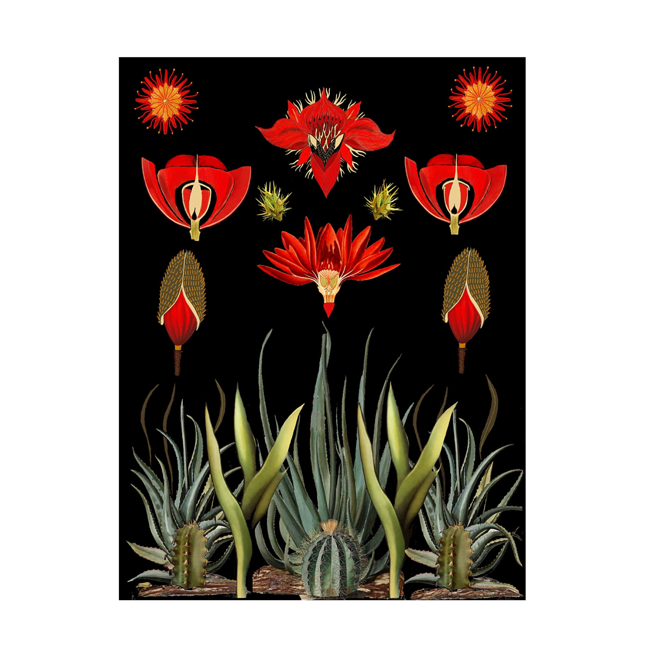 Trademark Fine Art giovanna nicolo  Cactus and Succulent Invention Canvas Wall Art