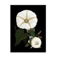 thumbnail image 1 of Trademark Fine Art giovanna nicolo Moody Morning Glories Canvas Wall Art, 1 of 4