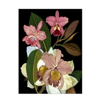 Trademark Fine Art giovanna nicolo  Orchids for Phyllis Botanical Canvas Wall Art