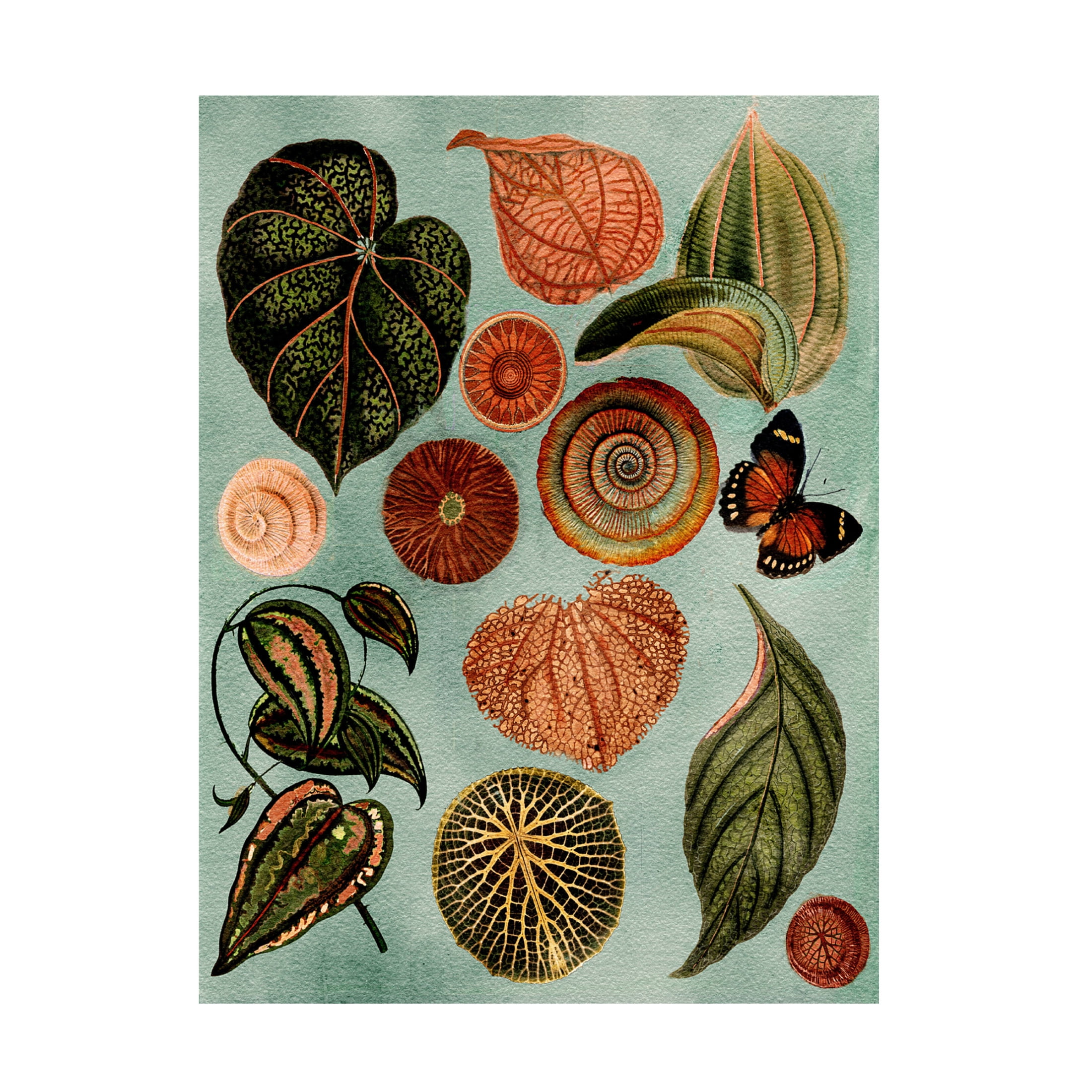 Trademark Fine Art giovanna nicolo   Terracotta Blues Botanical Canvas Wall Art