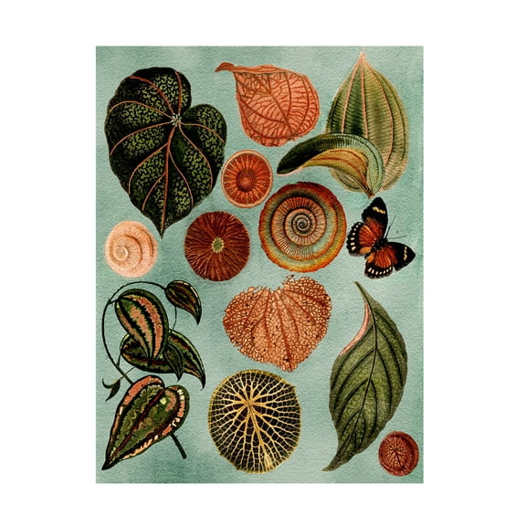 Trademark Fine Art giovanna nicolo   Terracotta Blues Botanical Canvas Wall Art