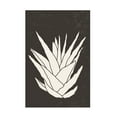 thumbnail image 1 of Trademark Fine Art jay stanley Agave 2 Canvas Wall Art, 1 of 4