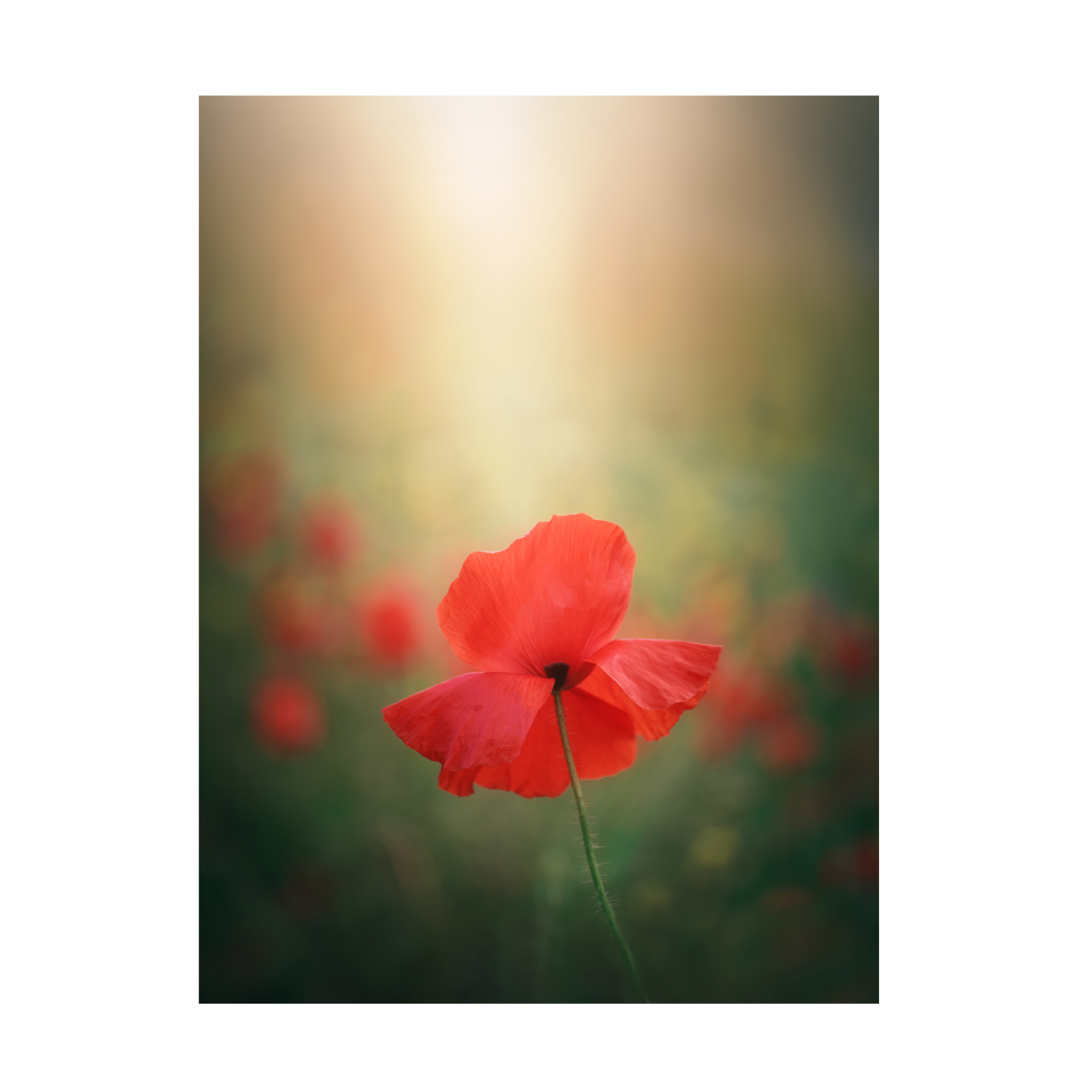 Trademark Fine Art joanaduenas Light and colors 3 7R41568 Canvas Wall Art