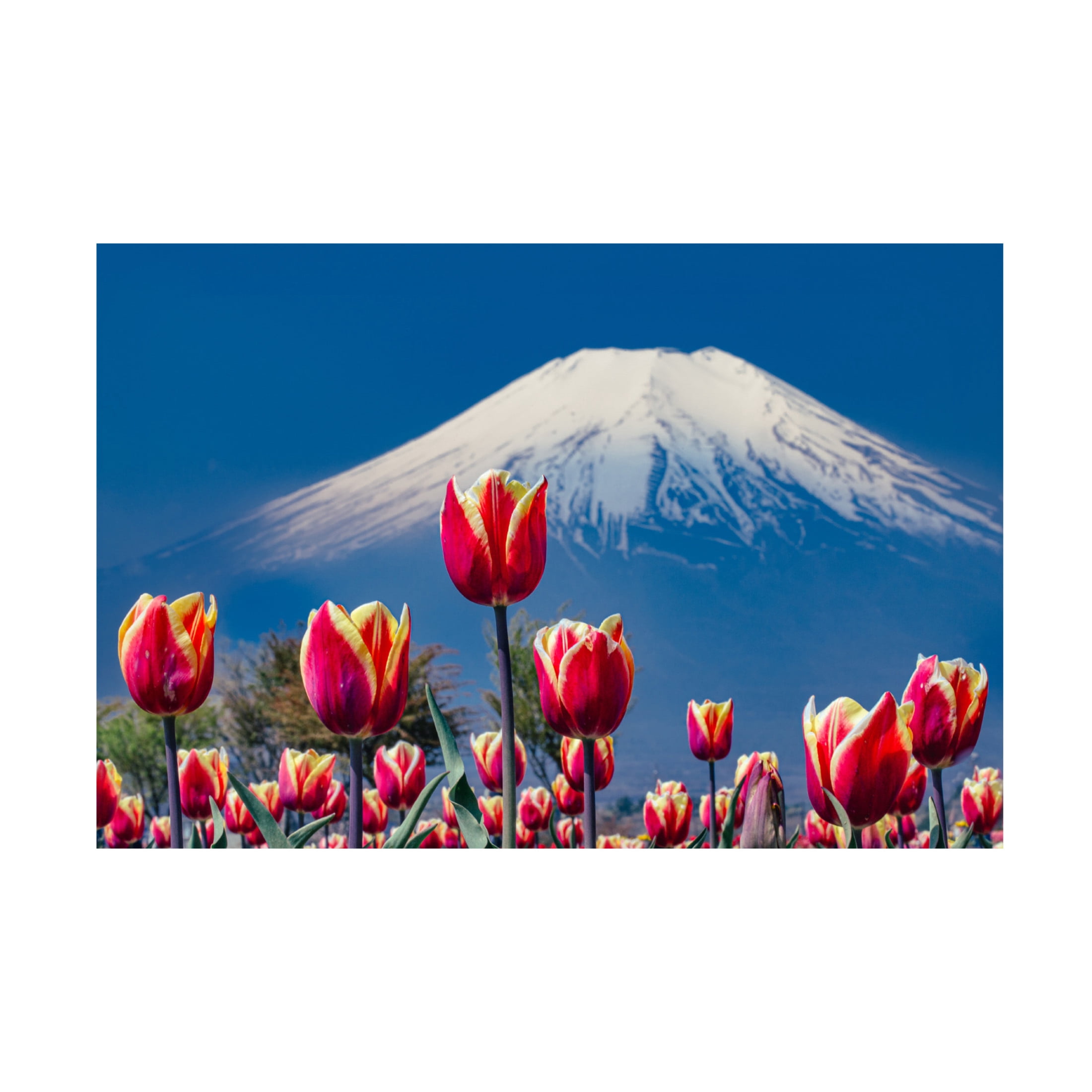 Trademark Fine Art sirouminami Tulips and Mt Fuji Canvas Wall Art